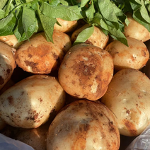 【一件】新鲜土豆丽薯六号土豆，一手货源，大量现挖