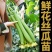 鲜花丝瓜苗嫁接苗直播苗免费技术指导包回收棱角丝瓜苗