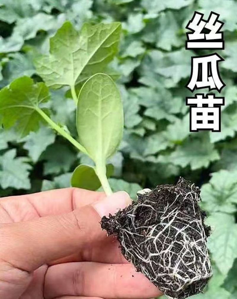 鲜花丝瓜苗嫁接苗直播苗免费技术指导包回收棱角丝瓜苗