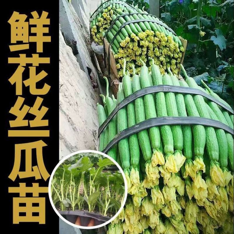 鲜花丝瓜苗嫁接苗直播苗免费技术指导包回收棱角丝瓜苗