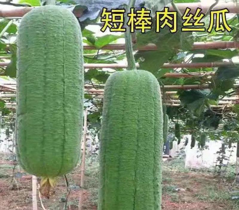 肉丝瓜苗包回收短棒肉丝瓜苗肉丝瓜种苗免费技术指导