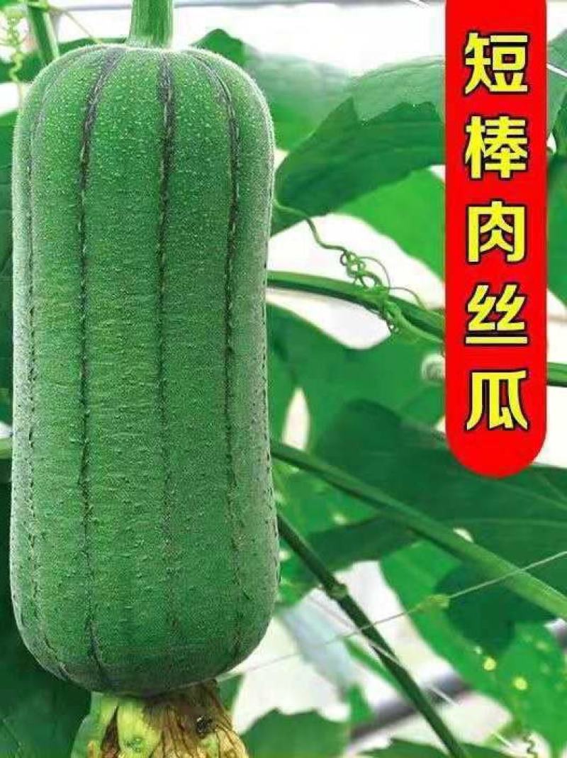 肉丝瓜苗包回收短棒肉丝瓜苗肉丝瓜种苗免费技术指导