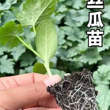 肉丝瓜苗包回收短棒肉丝瓜苗肉丝瓜种苗免费技术指导