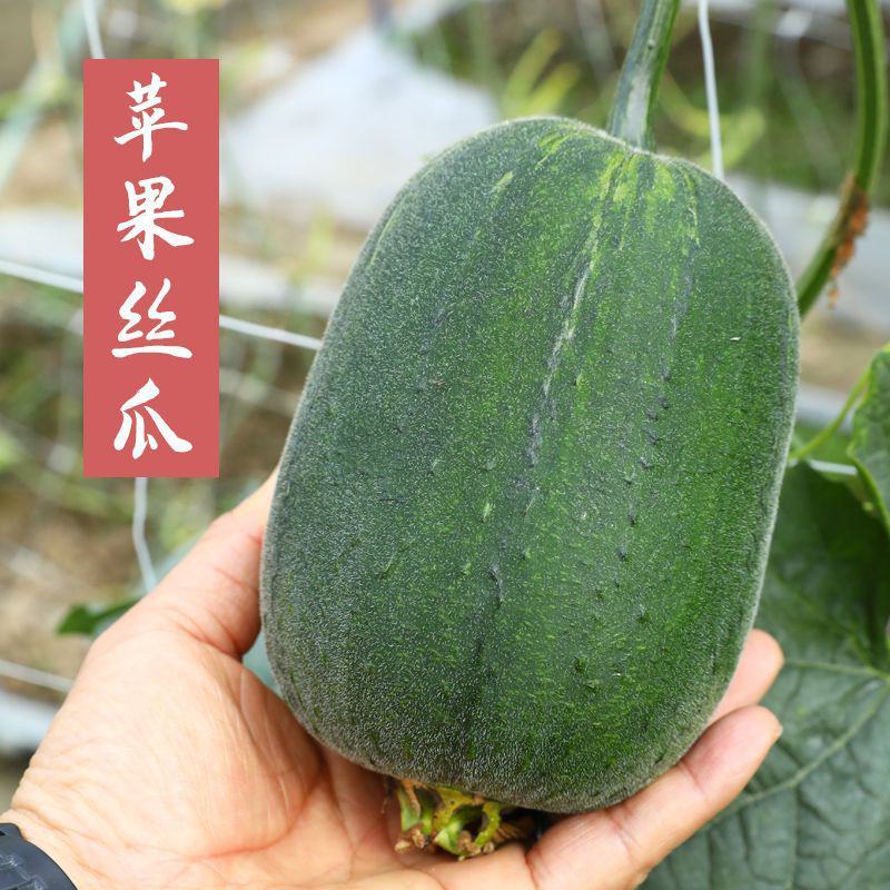 油皮丝瓜苗直播苗嫁接苗苹果丝瓜苗免费技术指导包回收