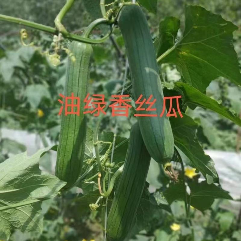 白玉丝瓜苗香丝瓜苗嫁接苗直播苗包回收免费技术指导