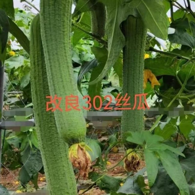 白玉丝瓜苗香丝瓜苗嫁接苗直播苗包回收免费技术指导