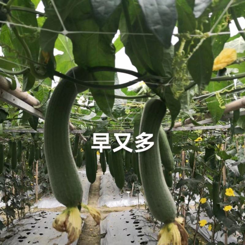 白玉丝瓜苗香丝瓜苗嫁接苗直播苗包回收免费技术指导