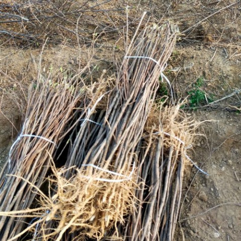 【文冠果苗】文冠果苗大型种植基地价格优惠欢迎来电