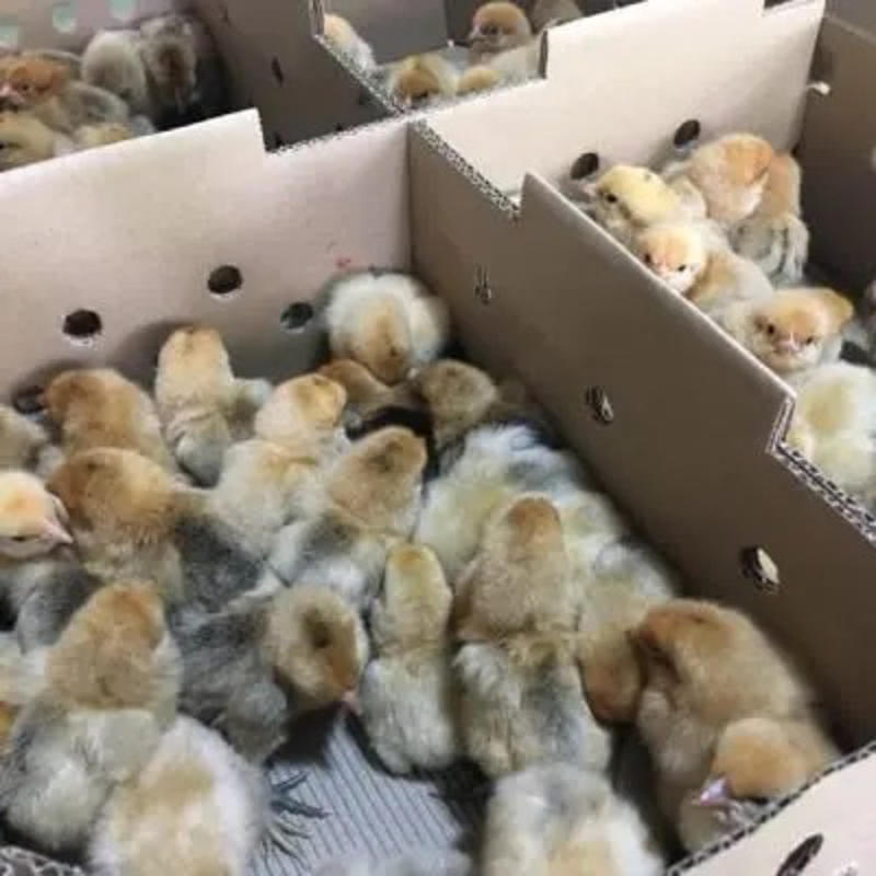 【精选】红瑶大公鸡包成成活率包疫苗包运输
