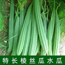 棱丝瓜苗短丝瓜苗嫁接苗直播苗包回收免费技术指导
