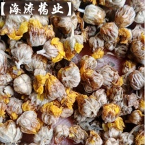 【野菊花】干净无杂产地货源大货供应量大优惠规格齐全质量保