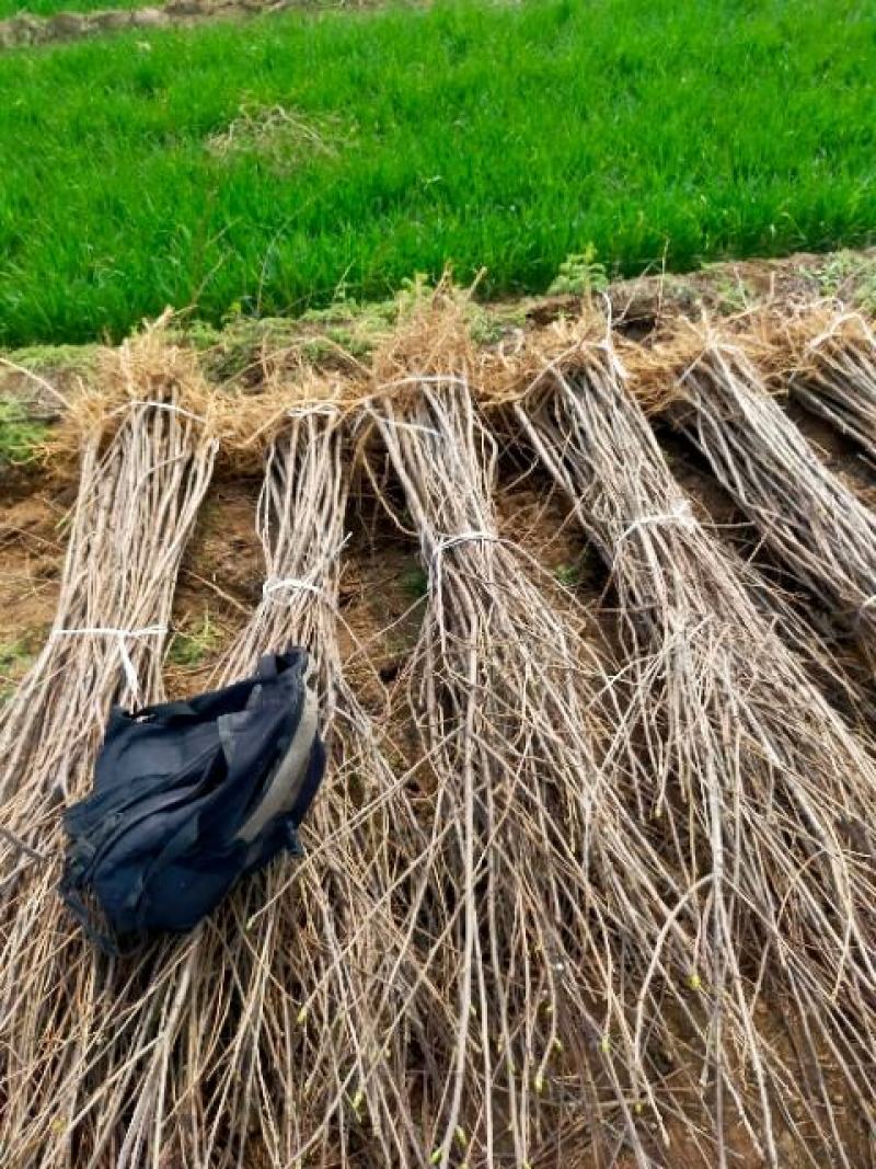【文冠果苗】文冠果苗大型种植基地价格优惠欢迎来电