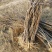 【文冠果苗】文冠果苗大型种植基地价格优惠欢迎来电