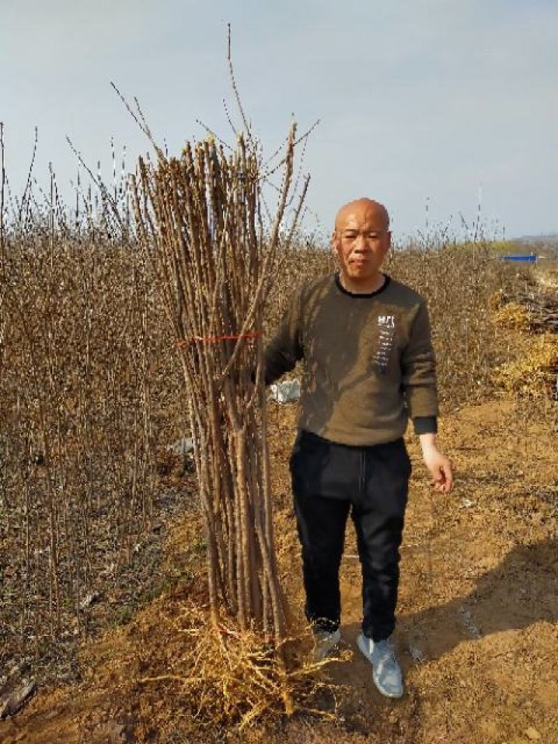 【文冠果苗】文冠果苗大型种植基地价格优惠欢迎来电