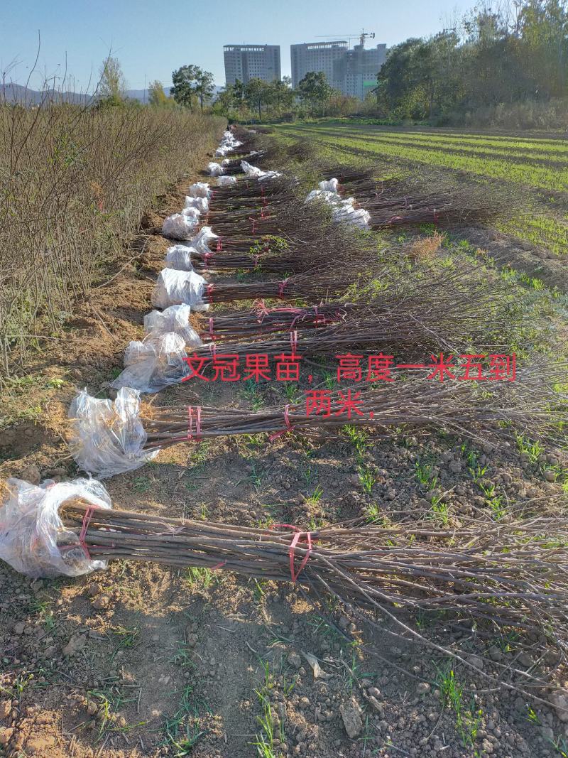 【文冠果苗】文冠果苗大型种植基地价格优惠欢迎来电