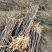 【文冠果苗】文冠果苗大型种植基地价格优惠欢迎来电