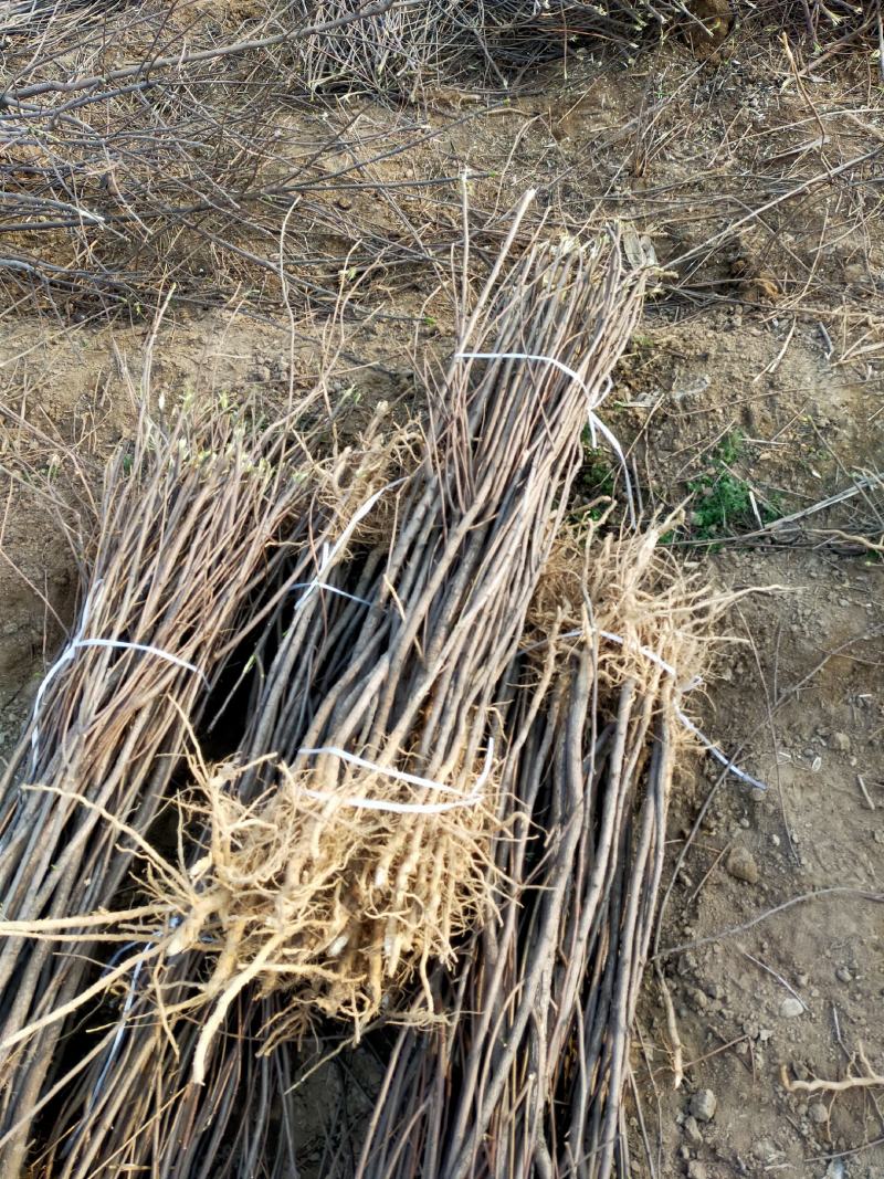 【文冠果苗】文冠果苗大型种植基地价格优惠欢迎来电