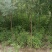 【文冠果苗】文冠果苗大型种植基地价格优惠欢迎来电