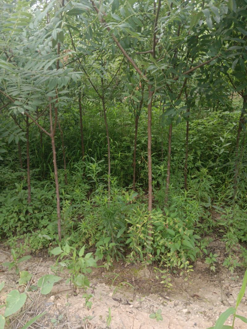 【文冠果苗】文冠果苗大型种植基地价格优惠欢迎来电