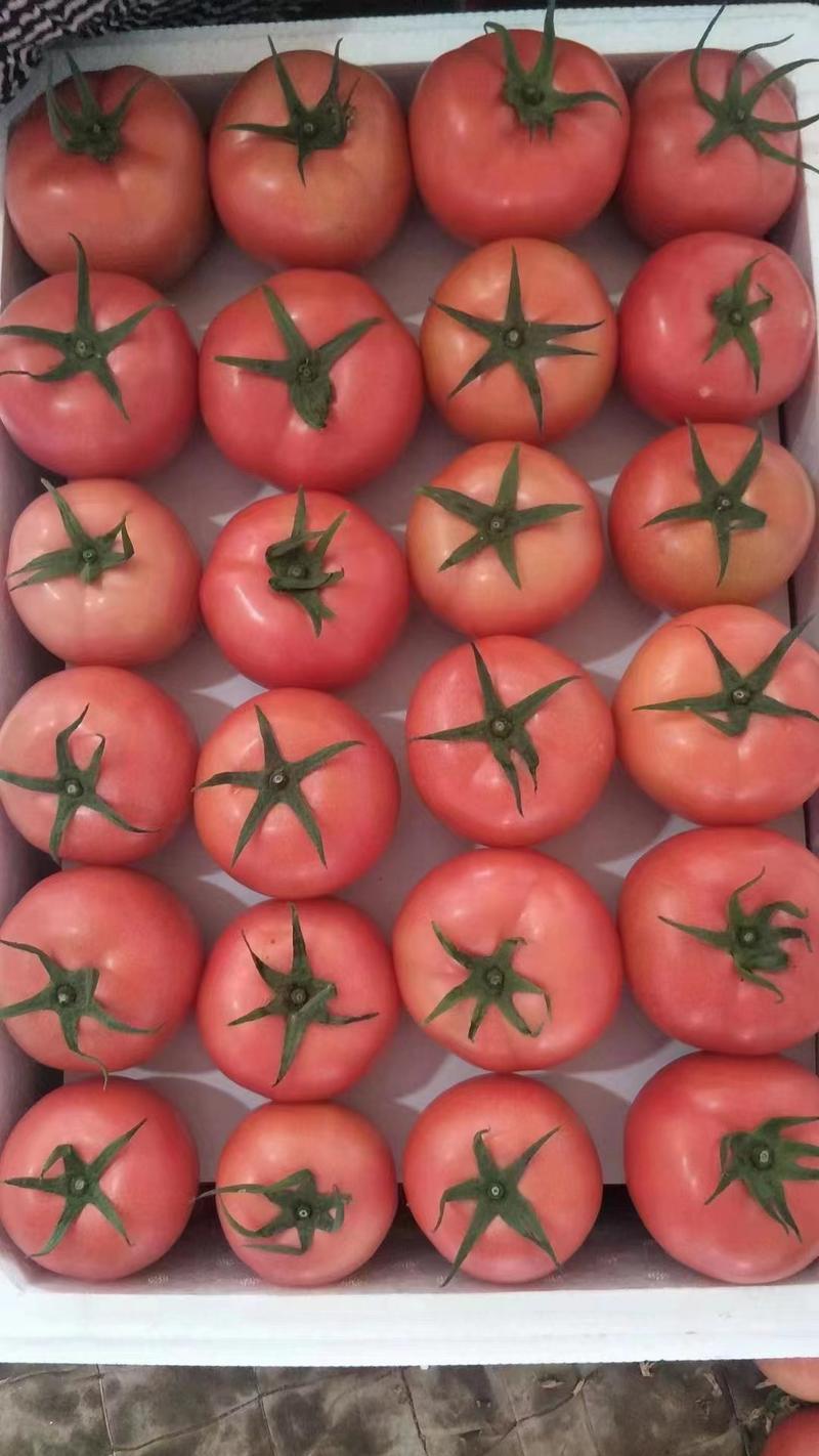 硬粉西红柿，量大，果型好，个头大小均匀，弧三以上。