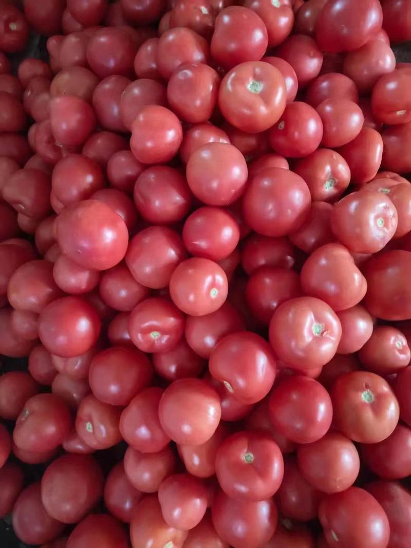 硬粉西红柿，量大，果型好，个头大小均匀，弧三以上。