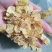 厂家大量供应玉米压片质量好，纯玉米压片，猪牛饲