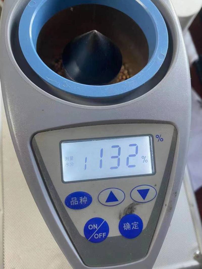 红缨子高粱。净粮现货20000吨。价格便宜，量大价格可商