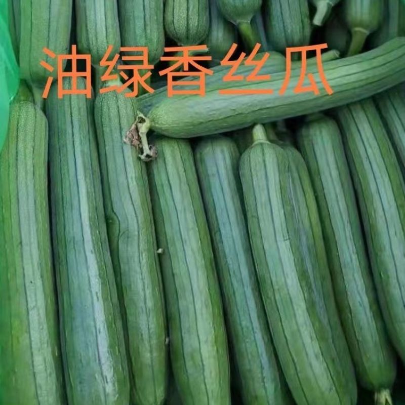 无棱丝瓜苗长条型丝瓜苗嫁接苗直播苗免费技术指导包回收