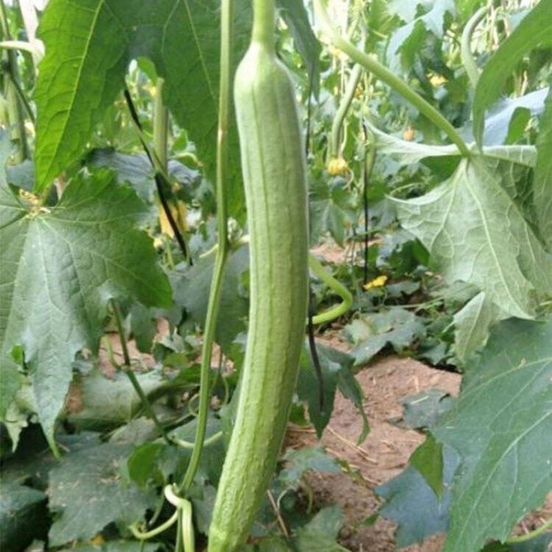无棱丝瓜苗长条型丝瓜苗嫁接苗直播苗免费技术指导包回收