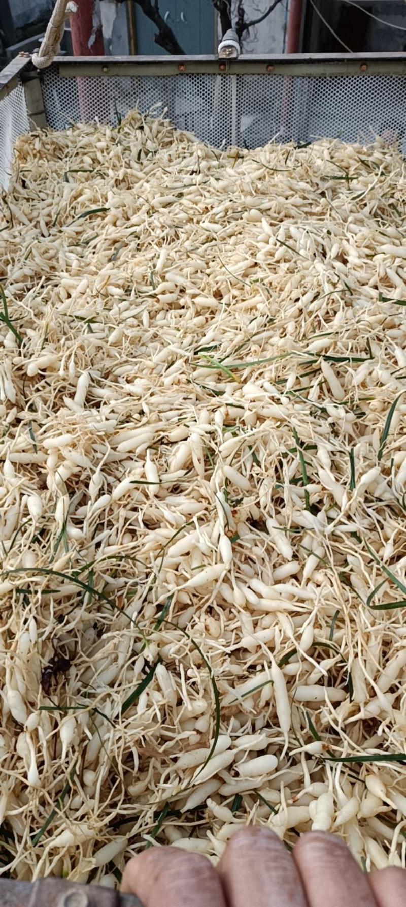2023年新货四川省绵阳市三台涪城麦冬，产地出品一手货源