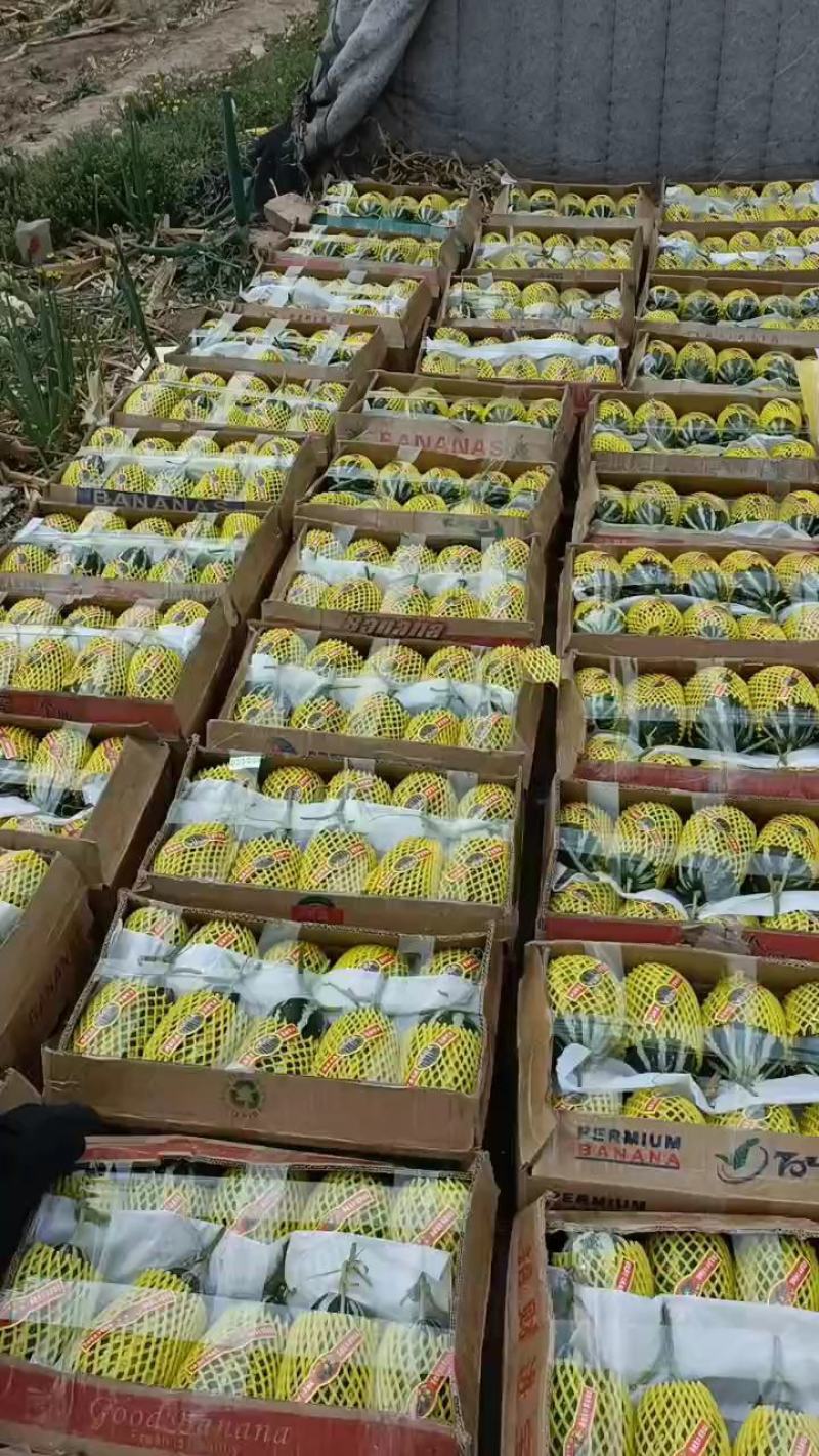 精品博洋甜瓜一手货源电商直供口感香甜质量保障现摘现发