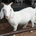 白山羊大量出售保质保量大型养殖场欢迎来电咨询