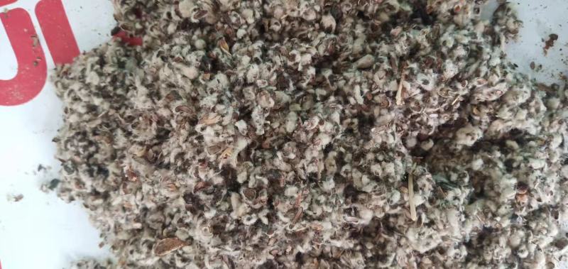 厂家直销棉籽壳，种蘑菇用的菌类都可用，无杂志