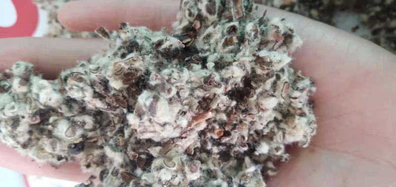 厂家直销棉籽壳，种蘑菇用的菌类都可用，无杂志