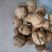 山西老树核桃厚皮核桃新货无漂白
