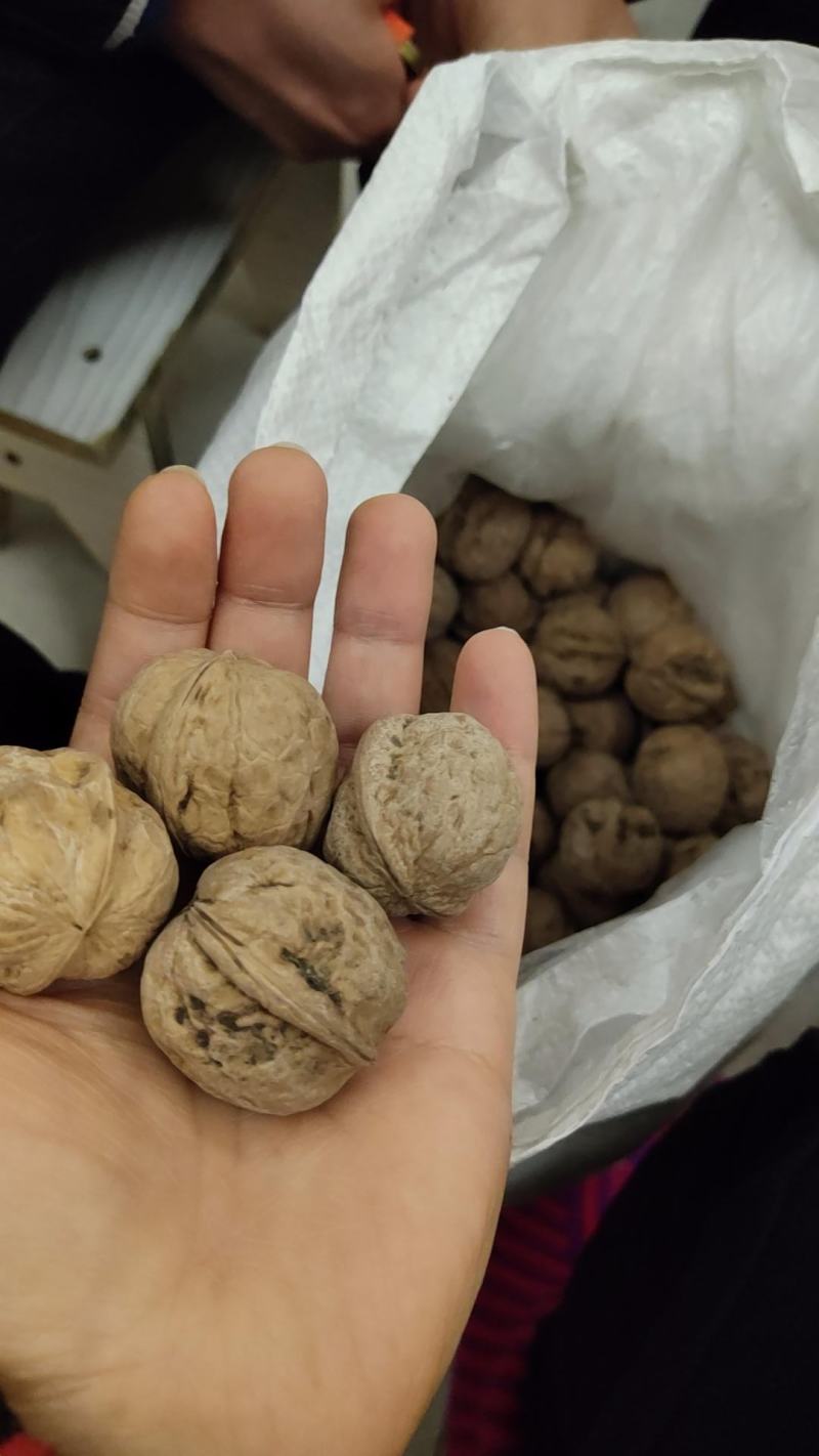 山西老树核桃厚皮核桃新货无漂白