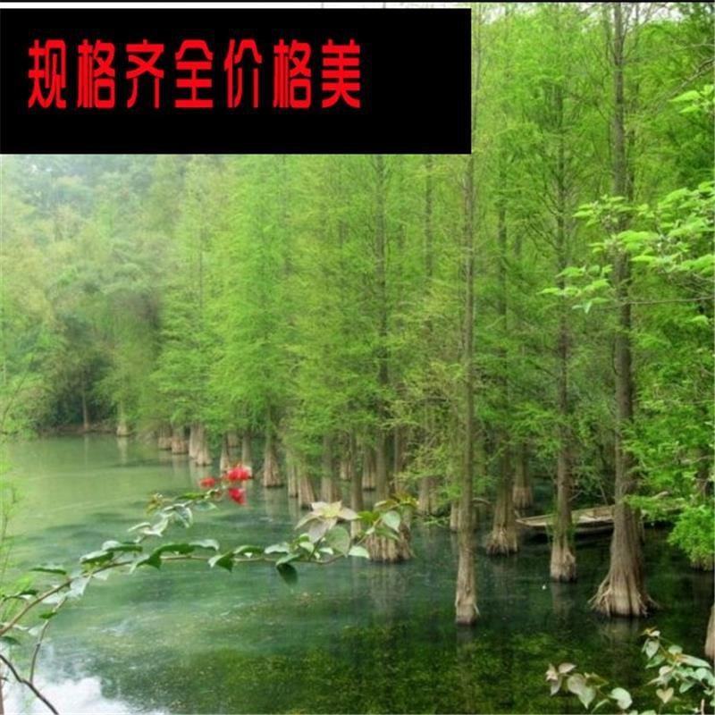 水杉树苗园林绿化树苗杉木苗行道树南北方种植