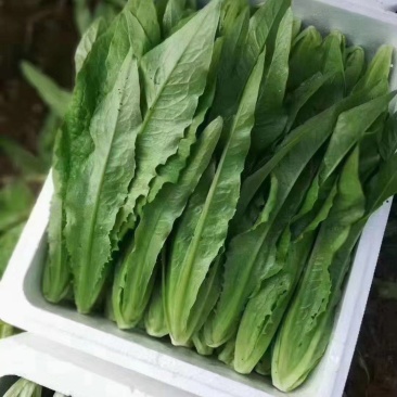 河北邯郸永年油麦菜货源充足质量保证价格便宜量大从优