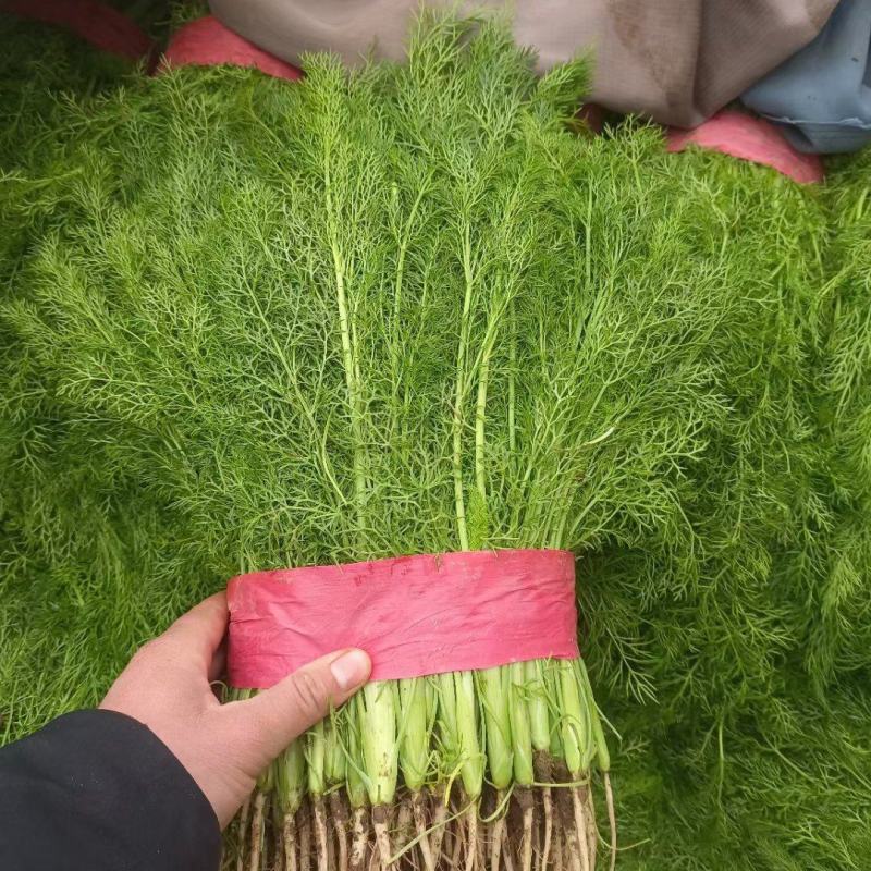 河北邯郸永年蔬菜产地货源充足质量保证价格便宜量大从优