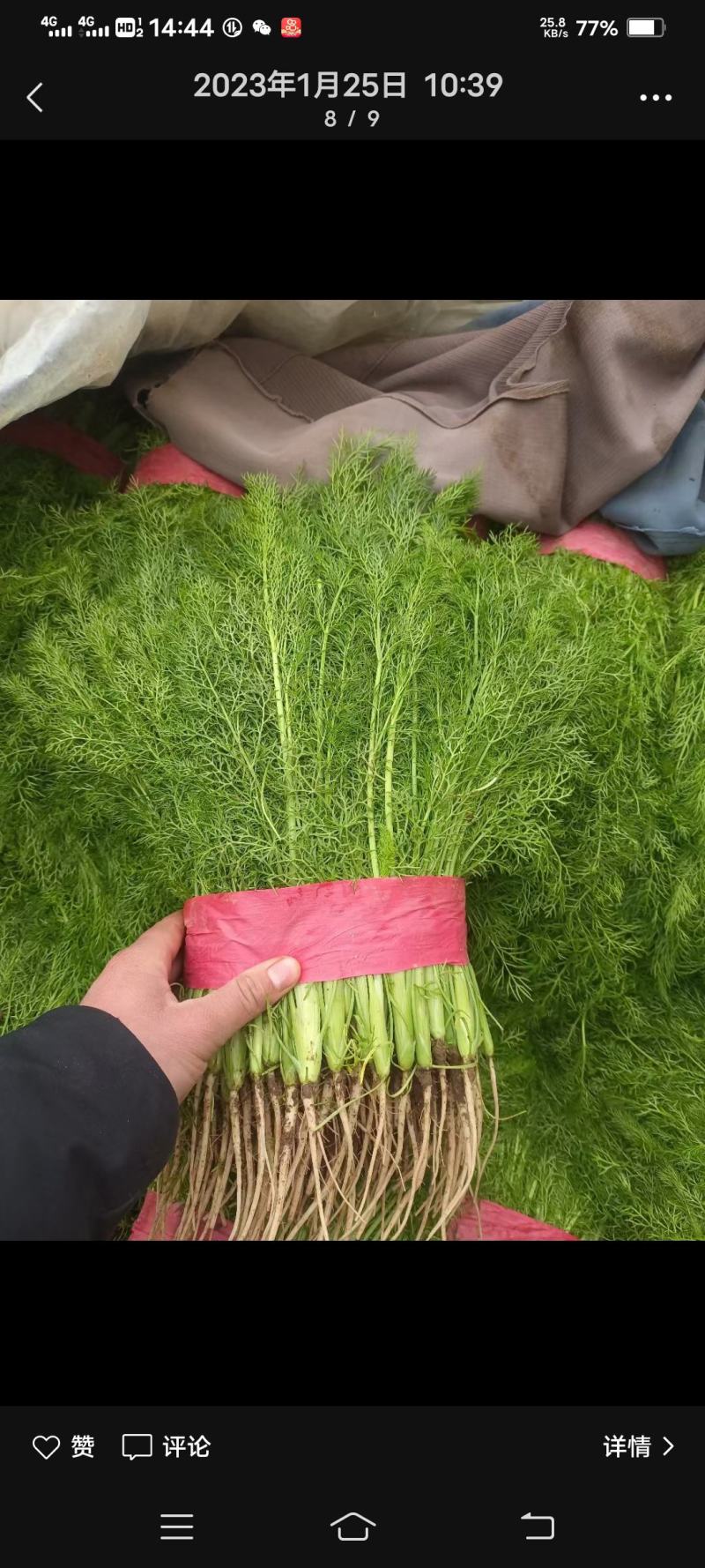 河北邯郸永年蔬菜产地货源充足质量保证价格便宜量大从优