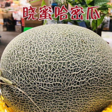 晓蜜25瓜苗晓蜜哈密瓜苗直播苗嫁接苗包回收免费技术指导