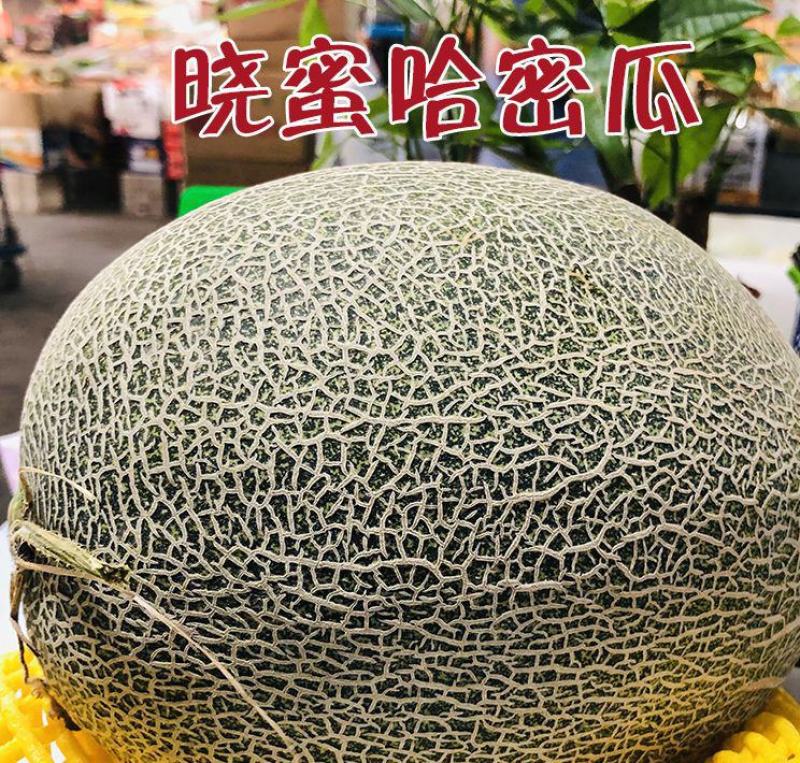 晓蜜25瓜苗晓蜜哈密瓜苗直播苗嫁接苗包回收免费技术指导