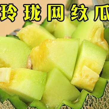 网纹瓜苗玲珑网纹瓜苗哈密瓜苗直播苗免费提供技术包回收