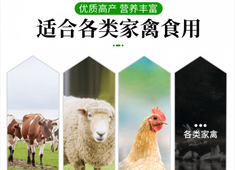 无芒雀麦种子多年生耐寒草畜禽牧草籽猪牛羊驴鸡鹅