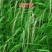 无芒雀麦种子多年生耐寒草畜禽牧草籽猪牛羊驴鸡鹅