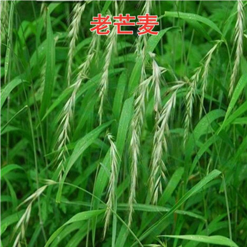 无芒雀麦种子多年生耐寒草畜禽牧草籽猪牛羊驴鸡鹅