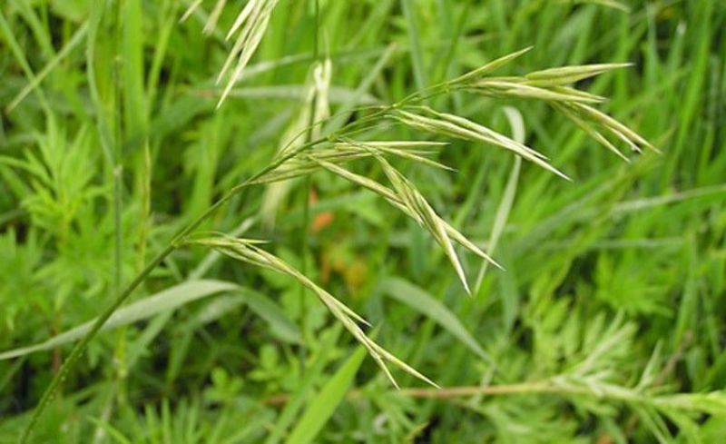 无芒雀麦种子多年生耐寒草畜禽牧草籽猪牛羊驴鸡鹅