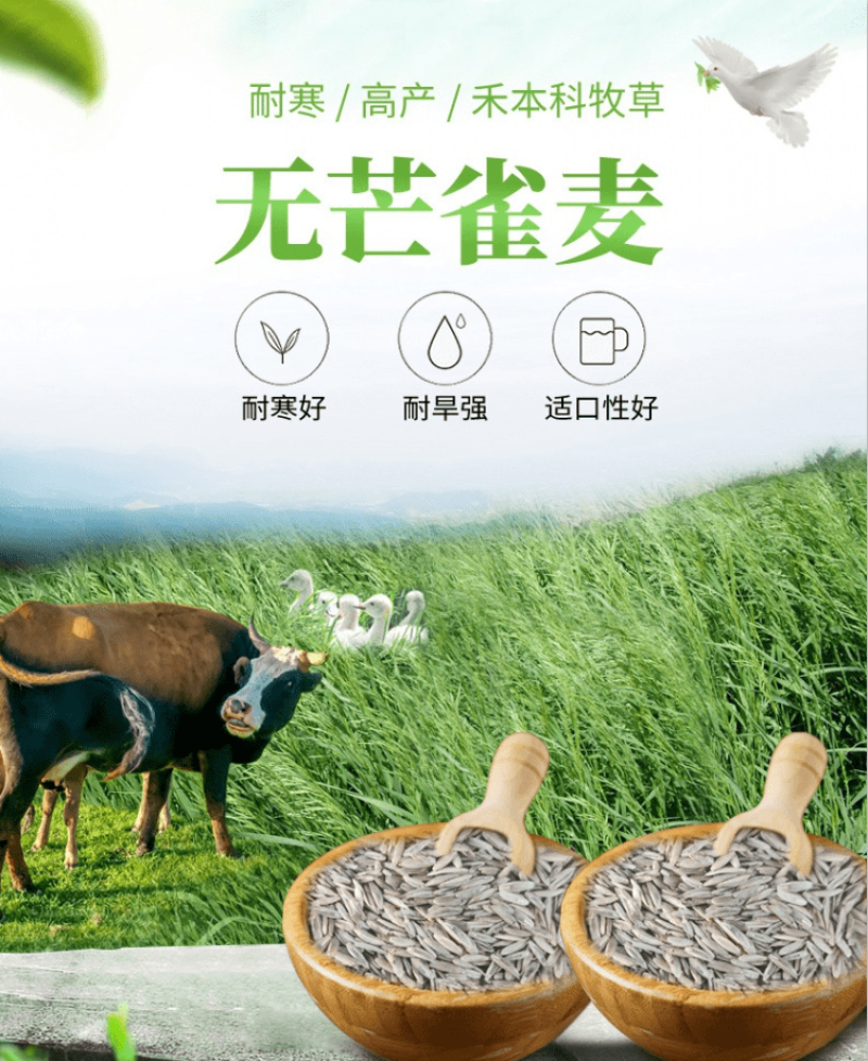 无芒雀麦种子多年生耐寒草畜禽牧草籽猪牛羊驴鸡鹅