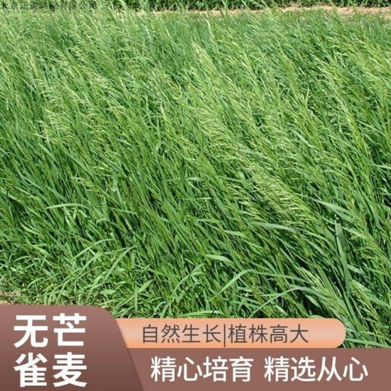 无芒雀麦种子多年生耐寒草畜禽牧草籽猪牛羊驴鸡鹅