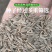 无芒雀麦种子多年生耐寒草畜禽牧草籽猪牛羊驴鸡鹅